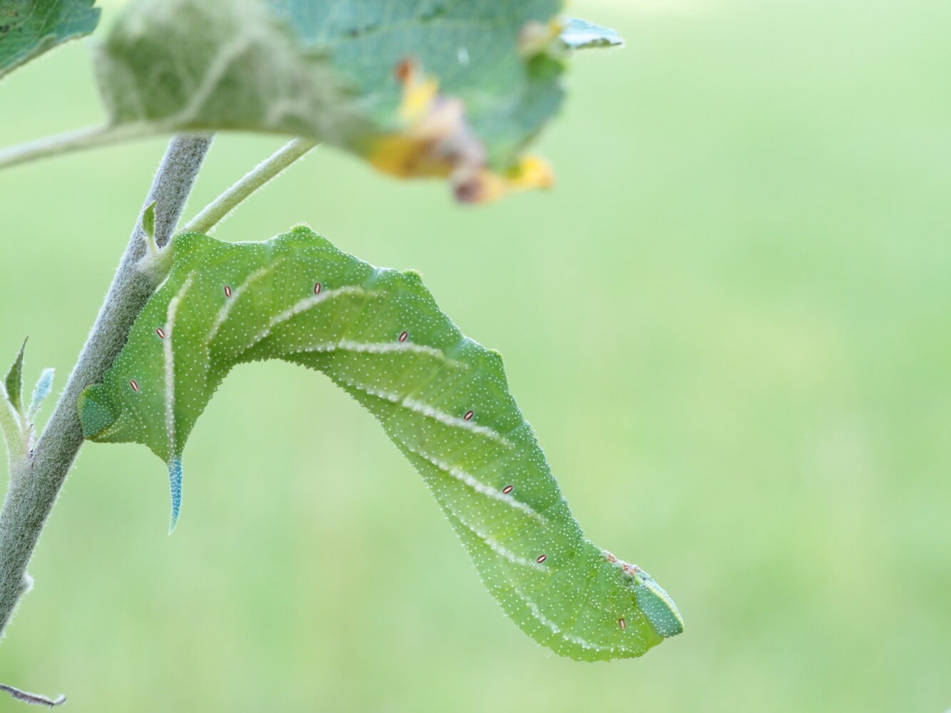 Lišaj paví oko – Smerinthus ocellatus – fotogalerie