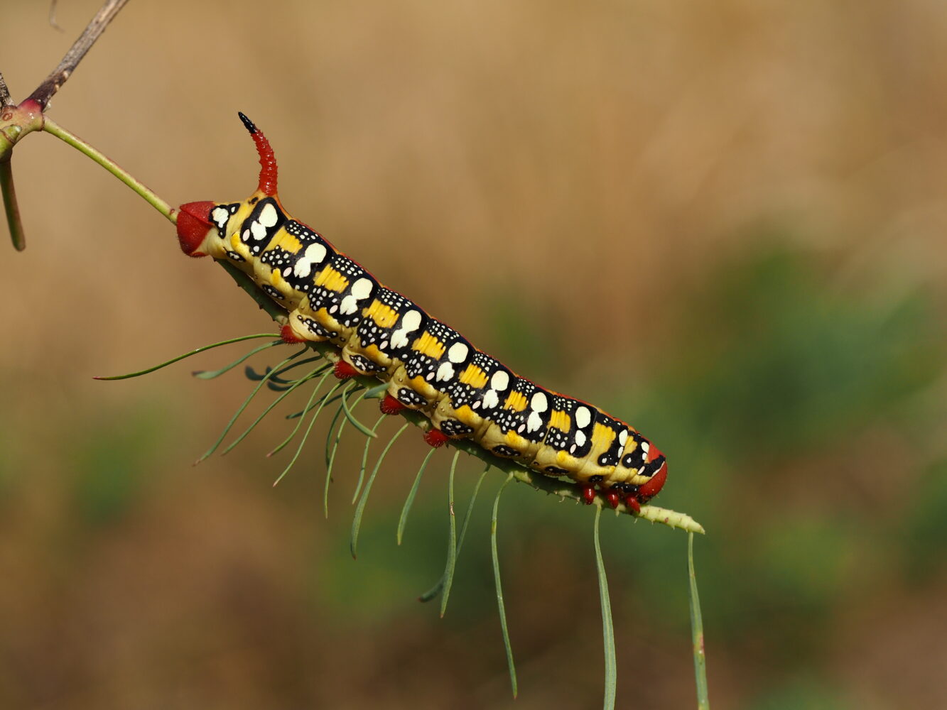 Lišaj pryšcový – Hyles euphorbiae – fotogalerie