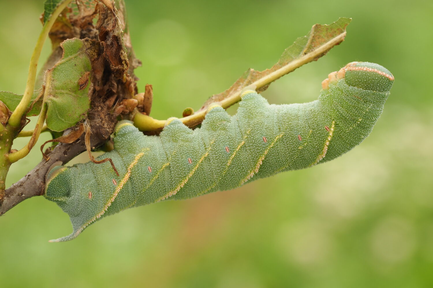 Lišaj dubový – Marumba quercus – fotogalerie