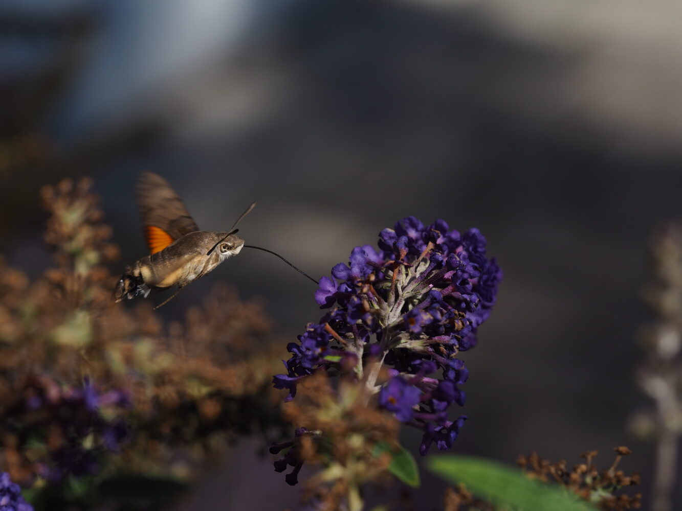 Dlouhozobka svízelová – Macroglossum stellatarum – fotogalerie