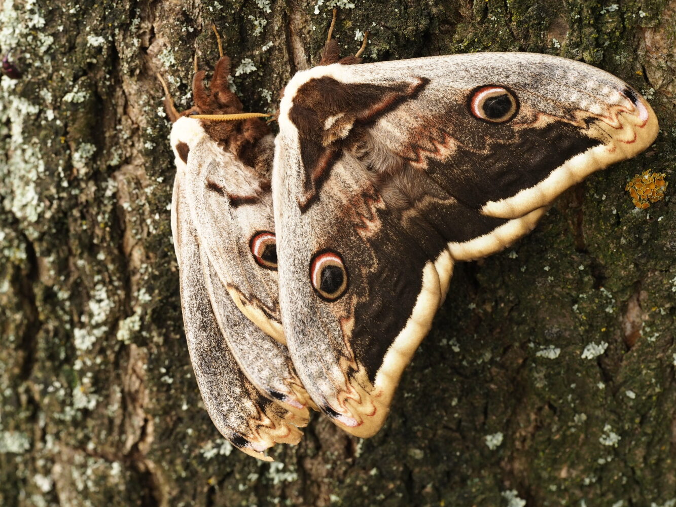 Martináč hrušňový – Saturnia pyri – fotogalerie