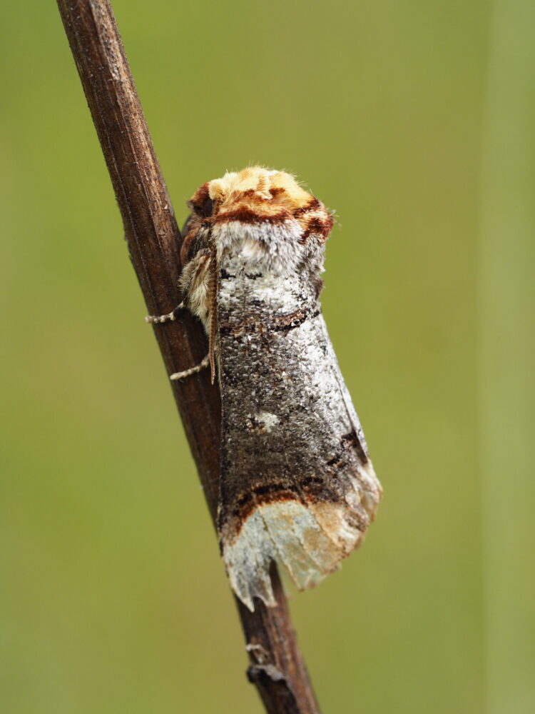 Vztyčnořitka lipová – Phalera bucephala – fotogalerie