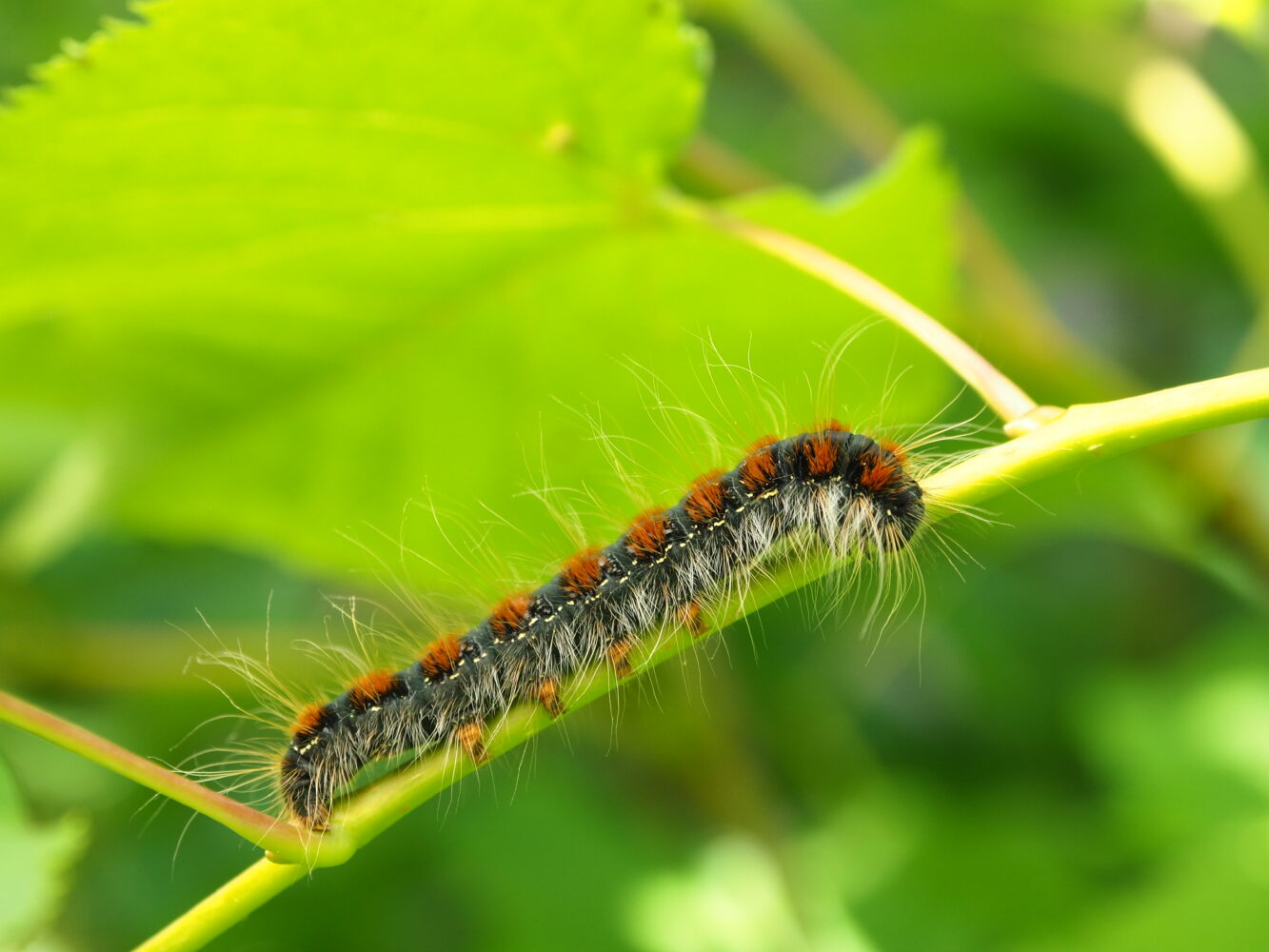 Bourovec březový – Eriogaster lanestris – fotogalerie