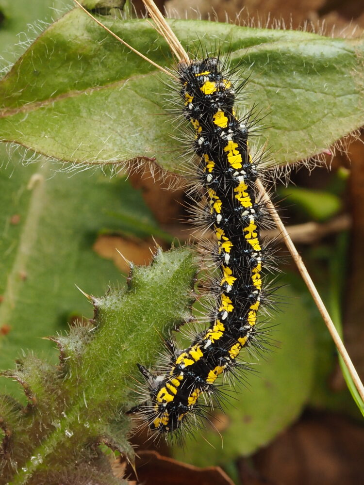 Přástevník hluchavkový – Callimorpha dominula – fotogalerie