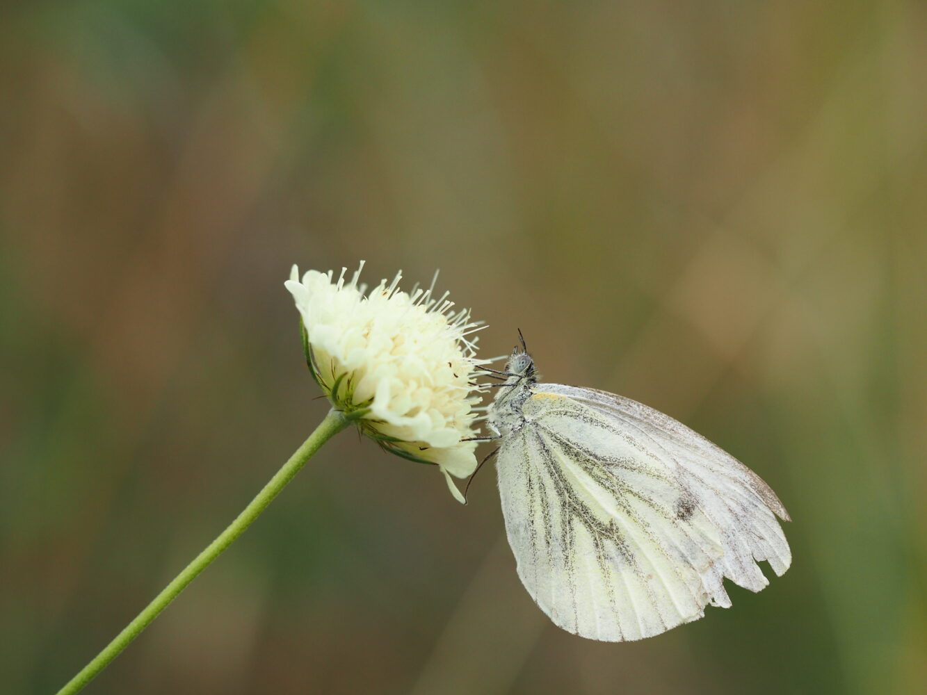 Bělásek řepkový – Pieris napi – fotogalerie